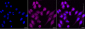 KD-Validated Anti-PTPN11 Rabbit Monoclonal Antibody